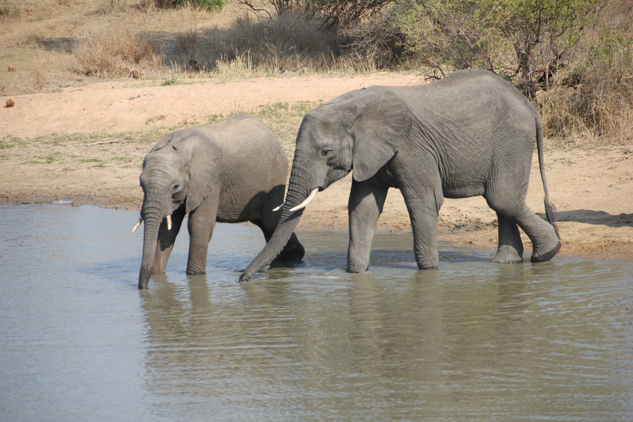 Timbavati Private Nature Reserve, South Africa
